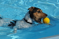 Hundeschwimmen / Bild 30 von 187 / 10.09.2016 11:46 / DSC_8743.JPG