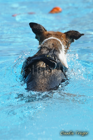 Hundeschwimmen / Bild 37 von 187 / 10.09.2016 11:52 / DSC_8849.JPG