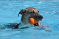 Hundeschwimmen / Bild 44 von 187 / 10.09.2016 12:00 / DSC_8959.JPG