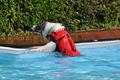 Hundeschwimmen / Bild 45 von 187 / 10.09.2016 12:06 / DSC_8994.JPG