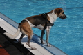Hundeschwimmen / Bild 47 von 187 / 10.09.2016 12:06 / DSC_9007.JPG