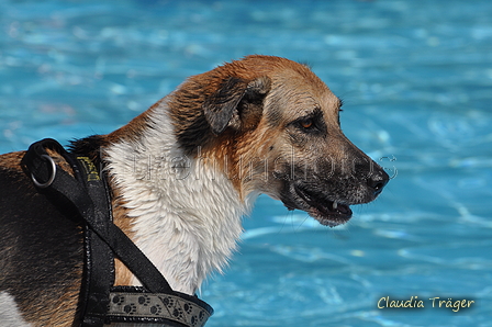 Hundeschwimmen / Bild 48 von 187 / 10.09.2016 12:08 / DSC_9022.JPG