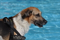 Hundeschwimmen / Bild 48 von 187 / 10.09.2016 12:08 / DSC_9022.JPG