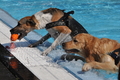 Hundeschwimmen / Bild 49 von 187 / 10.09.2016 12:08 / DSC_9027.JPG