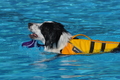 Hundeschwimmen / Bild 50 von 187 / 10.09.2016 12:10 / DSC_9037.JPG