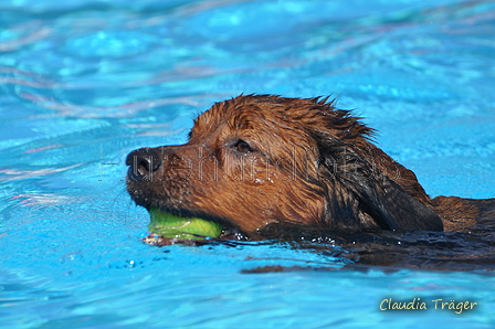 Hundeschwimmen / Bild 51 von 187 / 10.09.2016 12:10 / DSC_9039.JPG