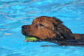 Hundeschwimmen / Bild 51 von 187 / 10.09.2016 12:10 / DSC_9039.JPG