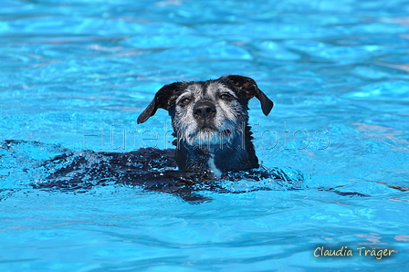 Hundeschwimmen / Bild 52 von 187 / 10.09.2016 12:10 / DSC_9047.JPG