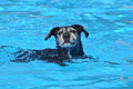 Hundeschwimmen / Bild 52 von 187 / 10.09.2016 12:10 / DSC_9047.JPG
