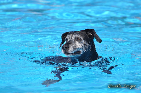 Hundeschwimmen / Bild 53 von 187 / 10.09.2016 12:10 / DSC_9048.JPG