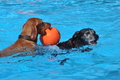 Hundeschwimmen / Bild 54 von 187 / 10.09.2016 12:10 / DSC_9054.JPG