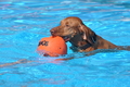 Hundeschwimmen / Bild 55 von 187 / 10.09.2016 12:10 / DSC_9060.JPG