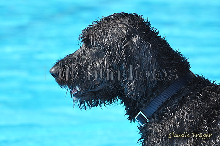 Hundeschwimmen / Bild 56 von 187 / 10.09.2016 12:14 / DSC_9116.JPG