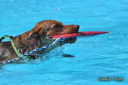 Hundeschwimmen / Bild 58 von 187 / 10.09.2016 12:15 / DSC_9126.JPG