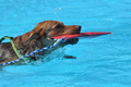 Hundeschwimmen / Bild 58 von 187 / 10.09.2016 12:15 / DSC_9126.JPG