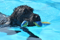Hundeschwimmen / Bild 59 von 187 / 10.09.2016 12:16 / DSC_9129.JPG