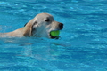 Hundeschwimmen / Bild 60 von 187 / 10.09.2016 12:16 / DSC_9137.JPG