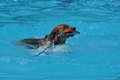 Hundeschwimmen / Bild 61 von 187 / 10.09.2016 12:17 / DSC_9145.JPG