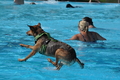 Hundeschwimmen / Bild 62 von 187 / 10.09.2016 12:17 / DSC_9147.JPG