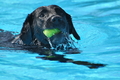 Hundeschwimmen / Bild 63 von 187 / 10.09.2016 12:18 / DSC_9150.JPG