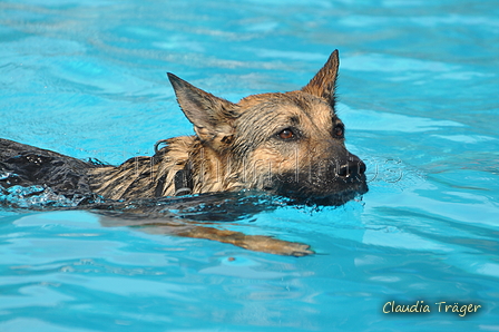Hundeschwimmen / Bild 66 von 187 / 11.09.2016 12:03 / DSC_9231.JPG