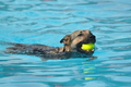 Hundeschwimmen / Bild 67 von 187 / 11.09.2016 12:04 / DSC_9240.JPG