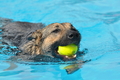 Hundeschwimmen / Bild 68 von 187 / 11.09.2016 12:05 / DSC_9245.JPG