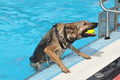 Hundeschwimmen / Bild 69 von 187 / 11.09.2016 12:05 / DSC_9248.JPG
