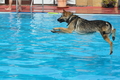 Hundeschwimmen / Bild 70 von 187 / 11.09.2016 12:06 / DSC_9255.JPG