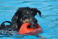 Hundeschwimmen / Bild 71 von 187 / 11.09.2016 12:08 / DSC_9268.JPG