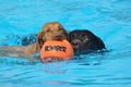 Hundeschwimmen / Bild 73 von 187 / 11.09.2016 12:09 / DSC_9280.JPG