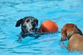 Hundeschwimmen / Bild 74 von 187 / 11.09.2016 12:09 / DSC_9283.JPG