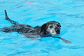 Hundeschwimmen / Bild 75 von 187 / 11.09.2016 12:09 / DSC_9288.JPG