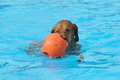 Hundeschwimmen / Bild 76 von 187 / 11.09.2016 12:09 / DSC_9292.JPG