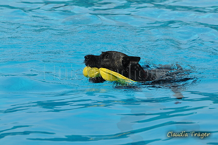 Hundeschwimmen / Bild 79 von 187 / 11.09.2016 12:10 / DSC_9308.JPG