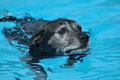 Hundeschwimmen / Bild 80 von 187 / 11.09.2016 12:11 / DSC_9319.JPG