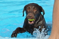 Hundeschwimmen / Bild 81 von 187 / 11.09.2016 12:12 / DSC_9327.JPG