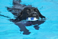 Hundeschwimmen / Bild 82 von 187 / 11.09.2016 12:12 / DSC_9339.JPG