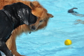 Hundeschwimmen / Bild 83 von 187 / 11.09.2016 12:17 / DSC_9374.JPG