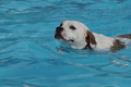 Hundeschwimmen / Bild 85 von 187 / 11.09.2016 12:17 / DSC_9382.JPG