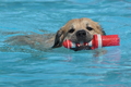 Hundeschwimmen / Bild 87 von 187 / 11.09.2016 12:18 / DSC_9397.JPG