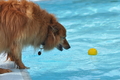 Hundeschwimmen / Bild 89 von 187 / 11.09.2016 12:18 / DSC_9408.JPG