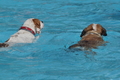Hundeschwimmen / Bild 90 von 187 / 11.09.2016 12:21 / DSC_9447.JPG