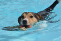 Hundeschwimmen / Bild 94 von 187 / 11.09.2016 12:23 / DSC_9499.JPG