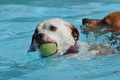 Hundeschwimmen / Bild 95 von 187 / 11.09.2016 12:23 / DSC_9502.JPG