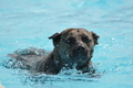 Hundeschwimmen / Bild 97 von 187 / 11.09.2016 12:25 / DSC_9510.JPG