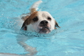Hundeschwimmen / Bild 98 von 187 / 11.09.2016 12:26 / DSC_9519.JPG