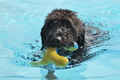 Hundeschwimmen / Bild 99 von 187 / 11.09.2016 12:27 / DSC_9525.JPG