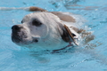 Hundeschwimmen / Bild 100 von 187 / 11.09.2016 12:28 / DSC_9540.JPG