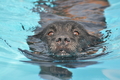 Hundeschwimmen / Bild 123 von 187 / 11.09.2016 12:41 / DSC_9739.JPG
